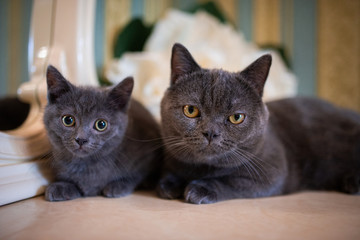 kitten scottish british cat burma munchkin animals