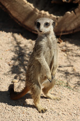 Meerkat