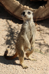 Fototapeta premium Meerkat