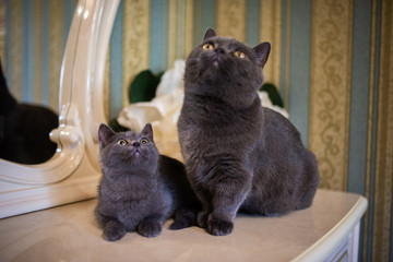 kitten scottish british cat burma munchkin animals