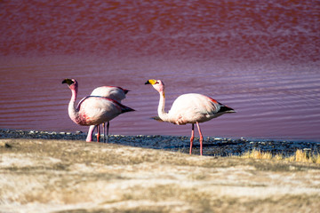 Laguna Colorada, Eduardo Avaroa National Reserve, Bolivia