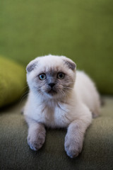 kitten scottish british cat burma munchkin animals