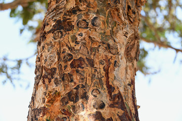Baum Baumstamm Stamm Hol Weihrauchbaum Weihrauch  Harz Weihrauchharz Weihrauchproduktion Produktion...