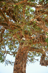 Weihrauch Baum Weihrauchbaum Harz Weihrauchharz Baumstamm Stamm Weihrauchproduktion Produktion Rinde Duft ernten Gummiharz Ritus Harztyp Rauch geerntet Katholisch Kirche Religion Kult Baumkrone 