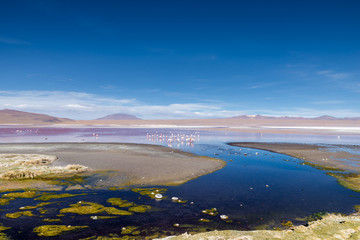 Laguna Colorada, Eduardo Avaroa National Reserve, Bolivia