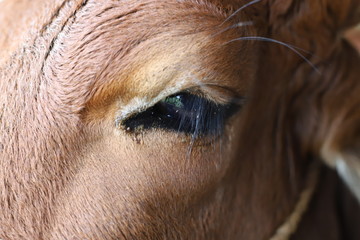 ojo de toro