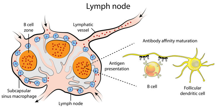 Lymph node biomedical illustration showing antigen presentation