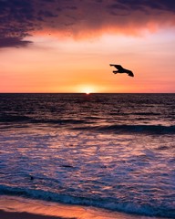 Plakat silhouette of bird at sunset