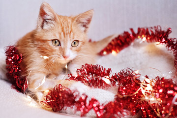  Little red kitten playing in Christmas decorations