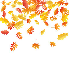 Fototapeta premium Oak, maple, wild ash rowan leaves vector, autumn foliage on white background.
