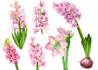 set of watercolor pink flower, hyacinths, lily, amarilis on an isolated white background, botanical painting