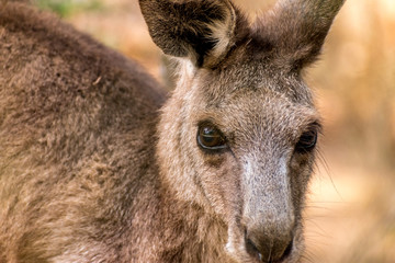 Closeup portrait of a kangaroo in bushland