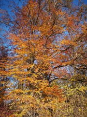 autumn trees in yellow and orange 