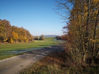 autumn forest beside a road