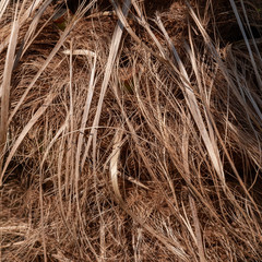 Trunk of fern