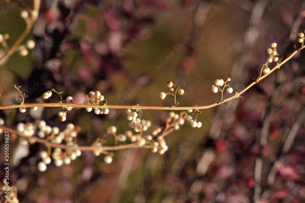 Wall mural branch of a tree with berries