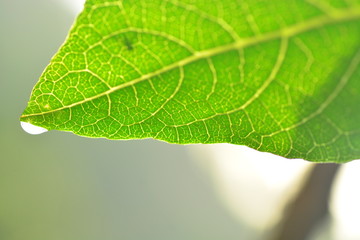 Fototapeta na wymiar closeup of green leaf texture background