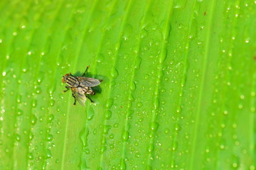 closeup of green leaf texture background