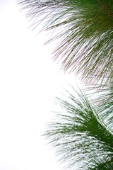 Fototapeta premium pine tree leaf with white background
