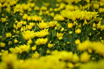 Fototapeta premium blooming of chrysanthemum closeup