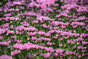 Naklejka premium chrysanthemum flowers on the garden for background