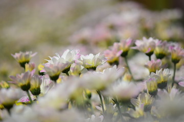 chrysanthemum flowers on the garden for background