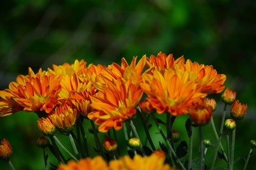 chrysanthemum flowers on the garden for background