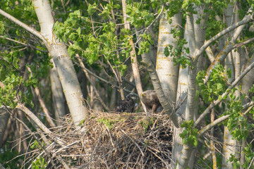White-tailed eagle in the nest with small birds Haliaetus albicilla