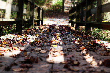 Obraz premium autumn in the park