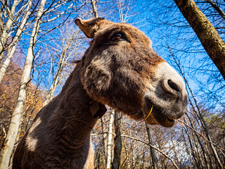 Donkey head close-up taken from below