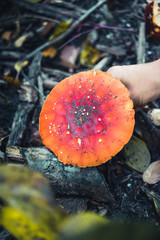 Woman picking up a Agaric mushroom in a forest - 301860873