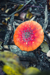 Single Agaric mushroom in a forest - 301860880