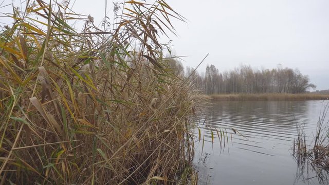 Autumn river, reeds.