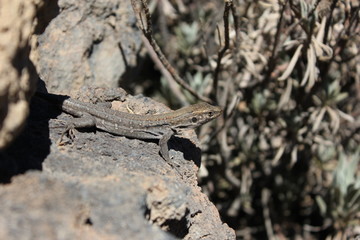 The lizard basks on a stone