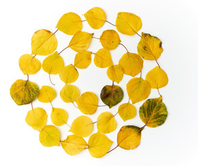 round wreath of yellow dried apricot leaves on a white background