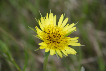 dandelion in grass