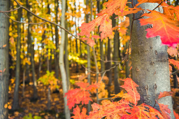Autumnal forest with colorful leaves - 301861203