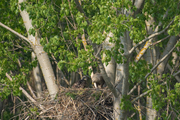 White-tailed eagle in the nest with small birds Haliaetus albicilla