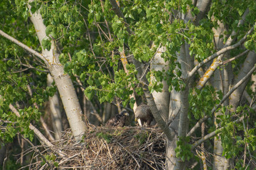 White-tailed eagle in the nest with small birds Haliaetus albicilla