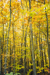 Autumnal forest with colorful leaves - 301861458