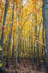 Autumnal forest with colorful leaves - 301861488