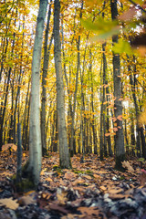 Autumnal forest with colorful leaves - 301861619