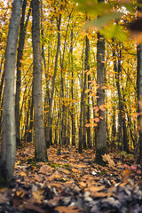 Autumnal forest with colorful leaves - 301861626