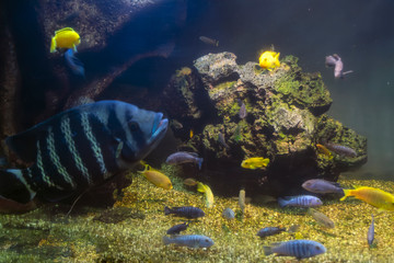 Tropical fish in a large aquarium. Natural aquarium representing tropical biotope.