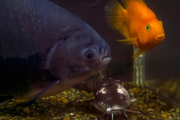 Tropical fish in a large aquarium. Natural aquarium representing tropical biotope.