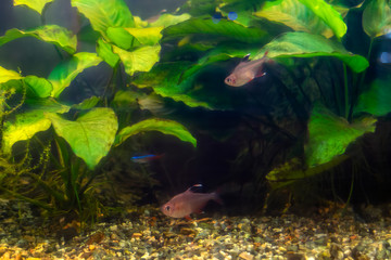 Tropical fish in a large aquarium. Natural aquarium representing tropical biotope.