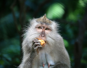 Obraz premium macaque portrait