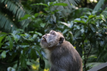 praying macaque
