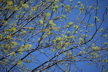 leaves and blue sky