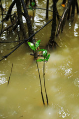 マングローブの若木